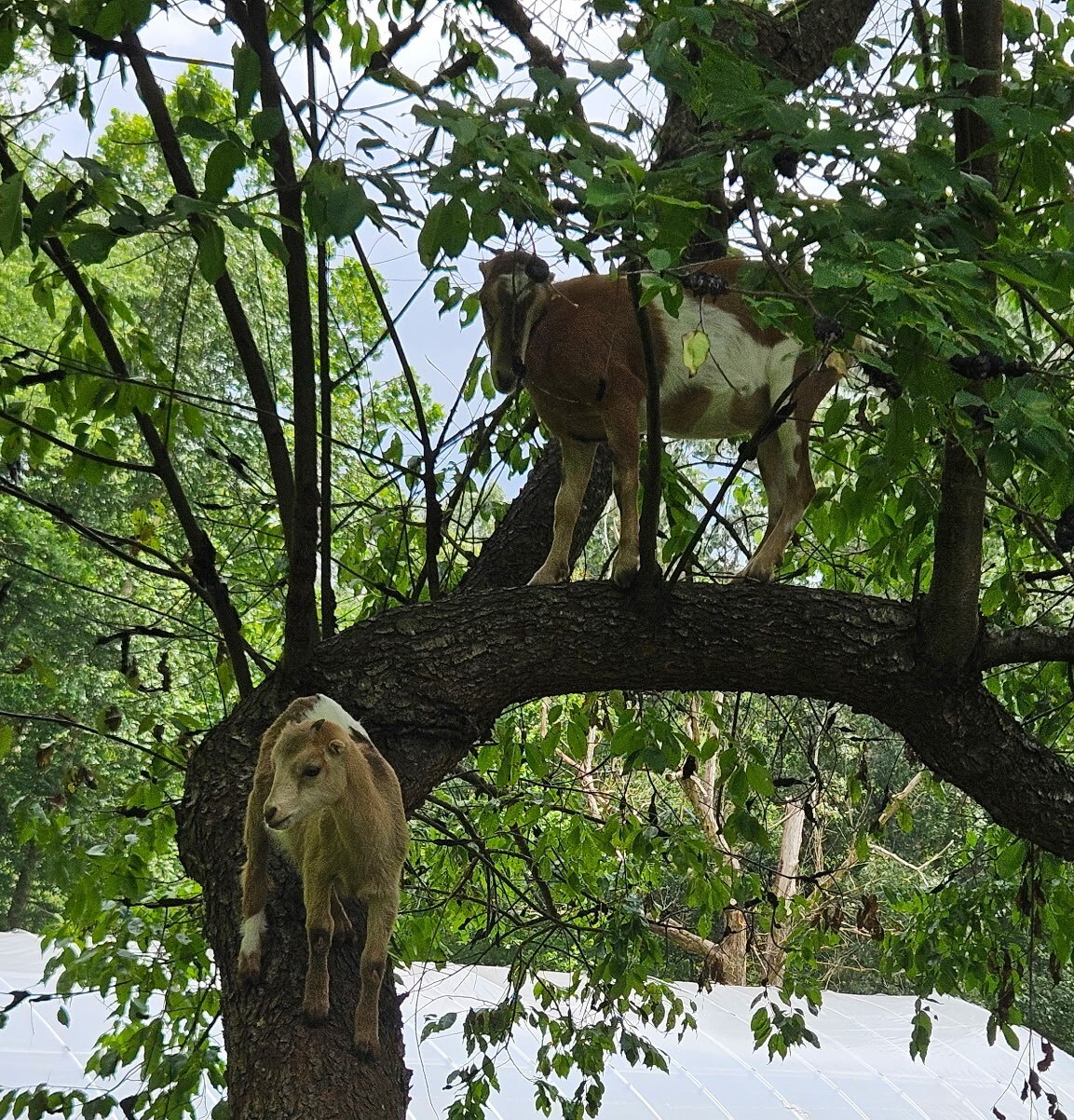 8156445612346552499 v2